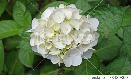 美しい白色の紫陽花 78489300