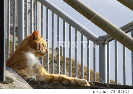 猫 猫 78489312