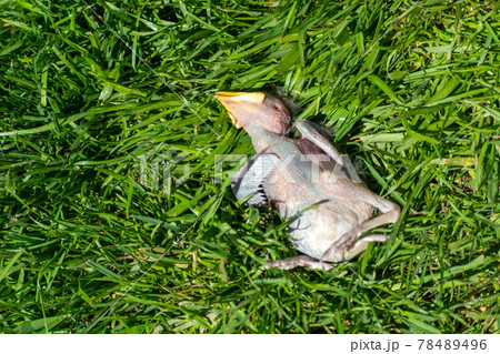 A starling bird chick thrown from the nest 78489496