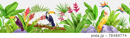 Jungle floral seamless border, vector tropical exotic nature background, toucan, paradise flower 78489774