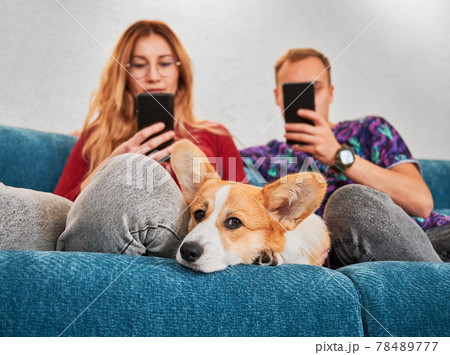 Young couple sitting on couch with Corgi and using cellphones. 78489777