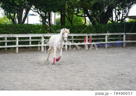 ポニー 相模原麻溝公園 ふれあい動物広場 の写真素材