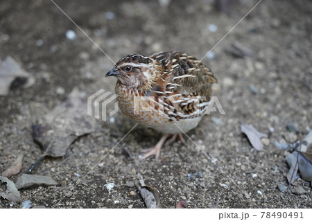 ウズラ ～相模原麻溝公園 ふれあい動物広場～ 78490491