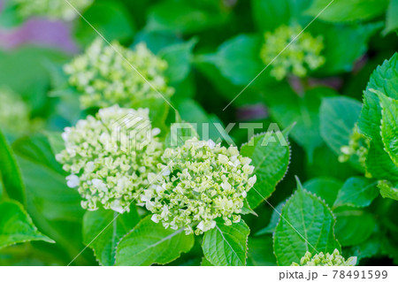 アジサイ（紫陽花）・5月下旬 78491599