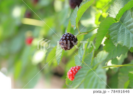 色づき始めたブラックベリー 色づき始めたブラックベリー 78491646