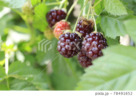 色づき始めたブラックベリー 色づき始めたブラックベリー 78491652