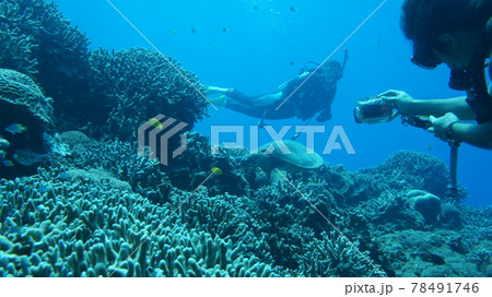 海亀を観察するダイバー 海亀を観察するダイバー 78491746