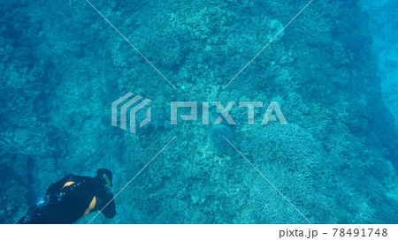 海亀を観察するダイバー 78491748