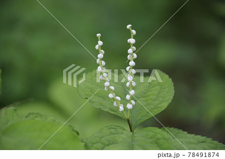 フタリシズカ、二人静のつぼみ。 フタリシズカ、二人静のつぼみ。 78491874