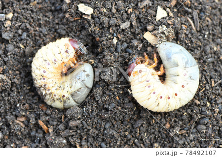 Larva of two may beetle Larva of two may beetle 78492107