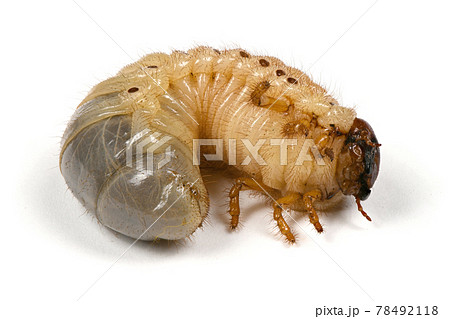 Larva of a rhinoceros beetle 78492118