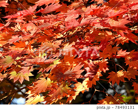 もみじの紅い紅葉の壁紙の写真素材