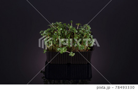 Micro greens radish on a black background with reflection. Healthy food concept Micro greens radish on a black background with reflection. Healthy food concept 78493330