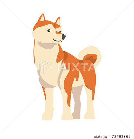 Shiba Inu as Japanese Breed of Hunting Dog with Prick Ears and Curled Tail in Standing Pose Vector Illustration 78493365