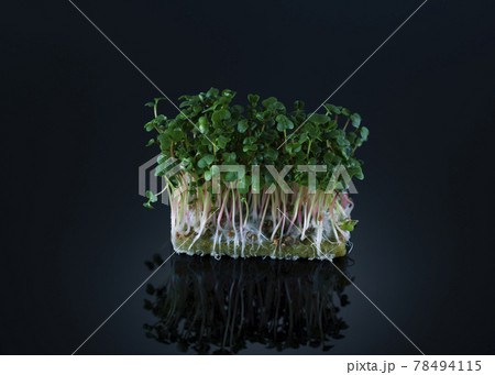 Micro greens of radish on a growing substrate on a black background with reflection. Healthy food concept Micro greens of radish on a growing substrate on a black background with reflection. Healthy food concept 78494115