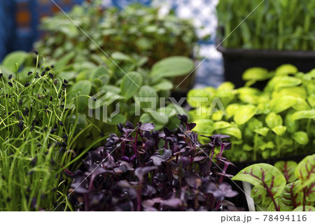 Mix of micro greens close-up. Microgreens of onions, basil and radishes Mix of micro greens close-up. Microgreens of onions, basil and radishes 78494116