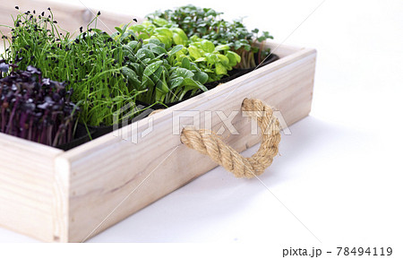 Mixed micro greens in growing trays in a white wooden box. Microgreens of onions, basil and radishes, we grow microgreens Mixed micro greens in growing trays in a white wooden box. Microgreens of onions, basil and radishes, we grow microgreens 78494119