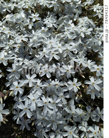 White phlox subulate flowers, spring bloom background 78494317