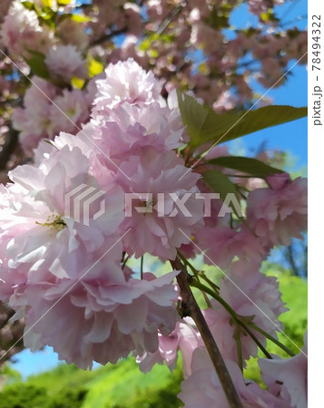 Beautiful sakura blossom. Tender spring picture. Beautiful pink background. Many blooming pink flowers on the branches of the cherry trees. Beautiful spring sacura. 78494322
