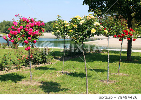 Late spring - beginning of summer, beautiful  flowers and plants in Zagreb, Croatia 78494426
