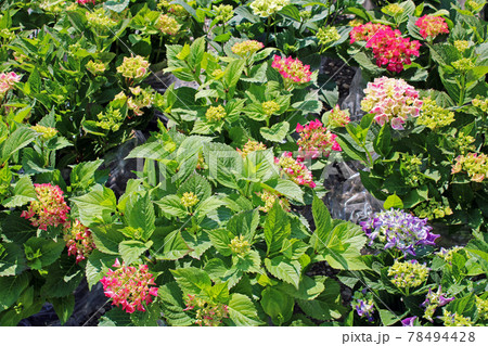 Late spring - beginning of summer, beautiful  flowers and plants in Zagreb, Croatia Late spring - beginning of summer, beautiful  flowers and plants in Zagreb, Croatia 78494428