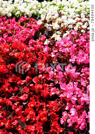 Late spring - beginning of summer, beautiful  flowers and plants in Zagreb, Croatia 78494430