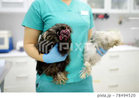 Veterinarian inspection of chickens. Veterinary clinic during work. Farm animals health. Chickens at a vet's appointment. Veterinarian inspection of chickens. Veterinary clinic during work. Farm animals health. Chickens at a vet's appointment. 78494520