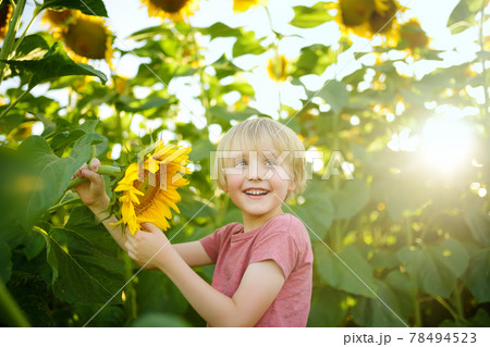 Preschooler boy walking in field of sunflowers. Child playing with big flower and having fun. Kid exploring nature. Baby having fun. Summer activity for children. 78494523