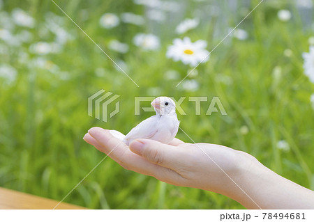 マーガレットの花畑背景の白文鳥のヒナ マーガレットの花畑背景の白文鳥のヒナ 78494681