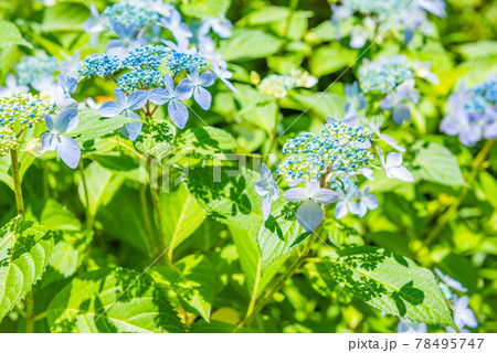 先初めの紫陽花、元気に咲くアジサイ、ブルーの紫陽花 78495747