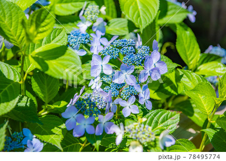 先初めの紫陽花、元気に咲くアジサイ、ブルーの紫陽花 78495774
