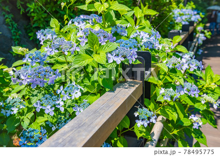 先初めの紫陽花、元気に咲くアジサイ、ブルーの紫陽花 78495775