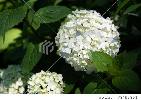 密集する白い紫陽花、アナベル、光が当たるアナベル 密集する白い紫陽花、アナベル、光が当たるアナベル 78495861
