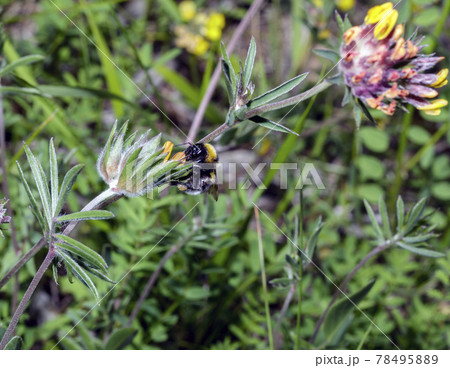 Macro of a Bombus Macro of a Bombus 78495889