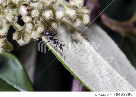 Macro of an ant Macro of an ant 78495890