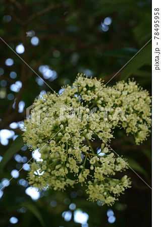 サンゴジュの花 サンゴジュの花 78495958