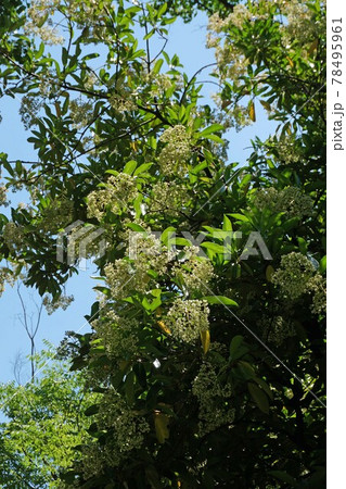 サンゴジュの花 サンゴジュの花 78495961