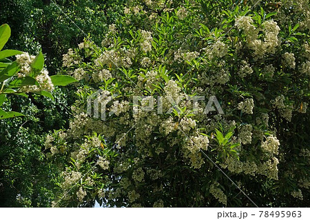 サンゴジュの花 サンゴジュの花 78495963