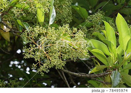 サンゴジュの蕾　　 78495974