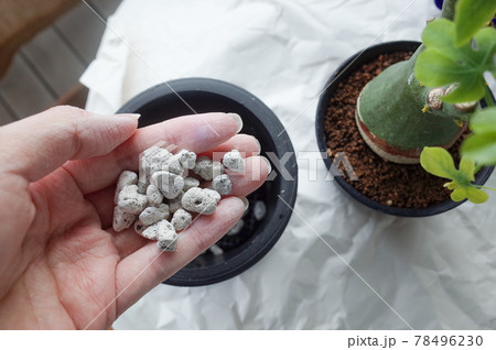 軽石を鉢に入れる 78496230