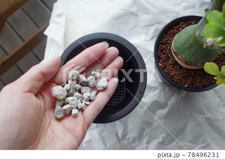 軽石を鉢に入れる 78496231
