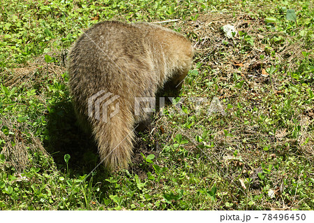 草原で餌を探すニホンアナグマ　福島県只見町 78496450