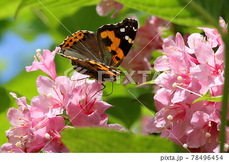 タニウツギの花の蜜を吸うアカタテハ　福島県只見町 78496454