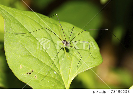 ザトウムシの仲間 78496538