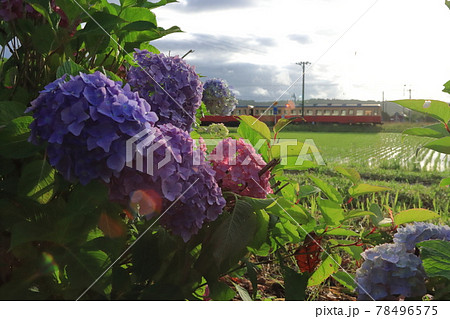 小湊鉄道キハ200_2021/6/5撮影 78496575