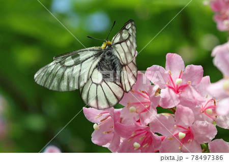 タニウツギの花の蜜を吸うウスバシロチョウ　福島県只見町 78497386