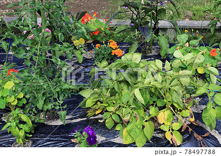 有機栽培の野菜たち 78497788