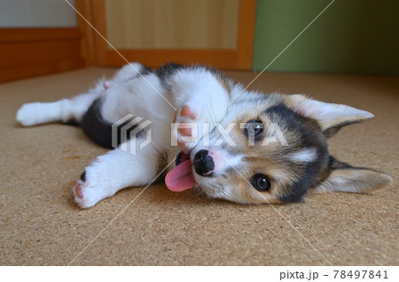 縁側でごろごろ 78497841