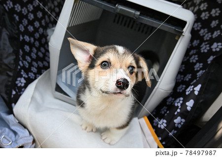 えっへん! えっへん! 78497987