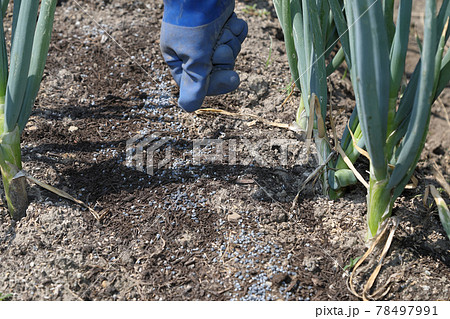 ネギ畑の追肥の裏ワザ ネギ畑の追肥の裏ワザ 78497991